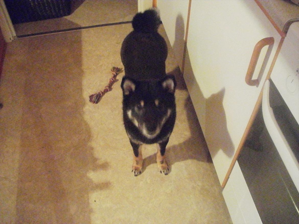 Shiba Simba billede 8