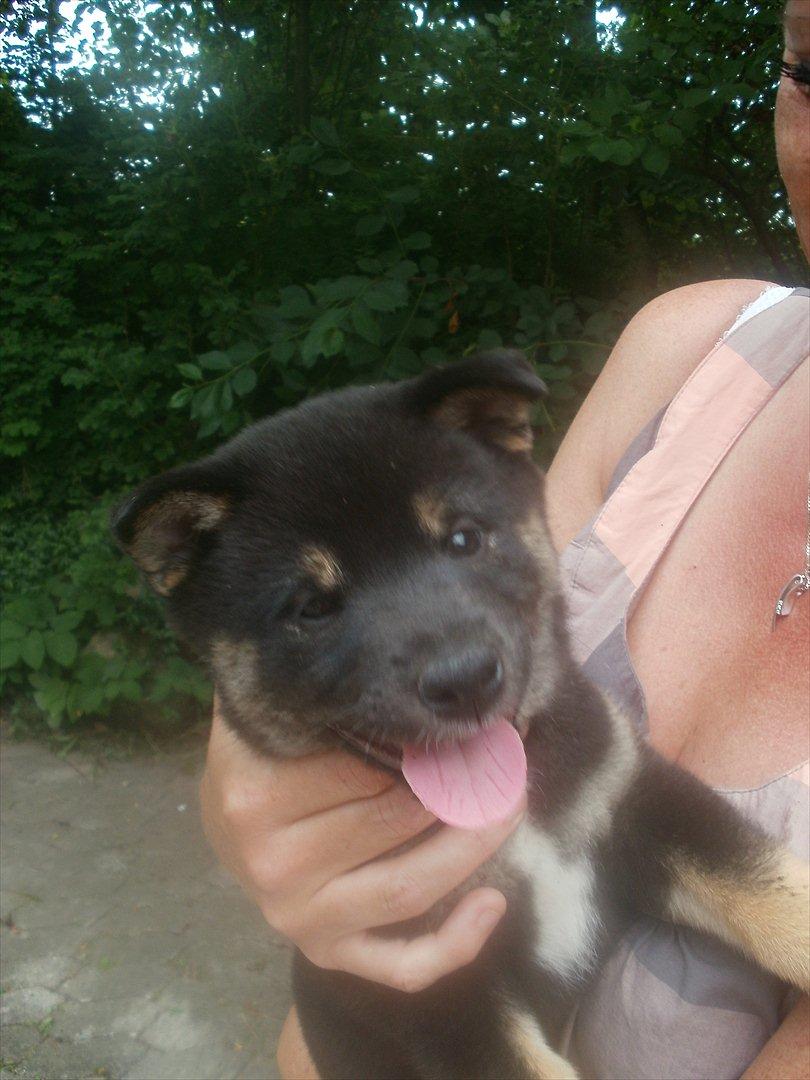 Shiba Simba billede 9