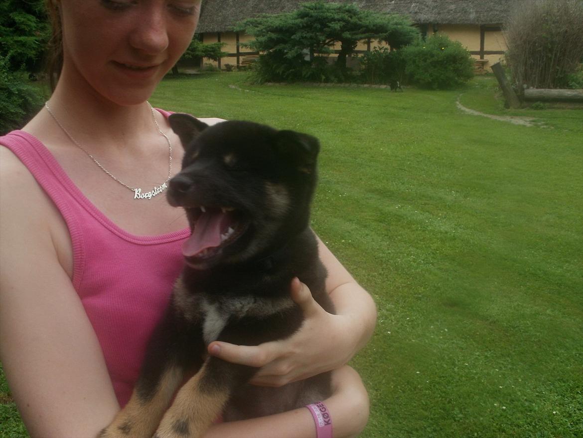 Shiba Simba billede 10