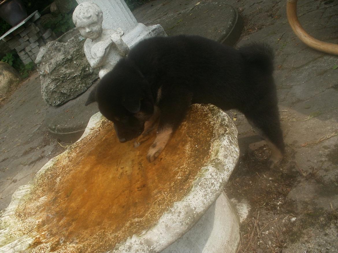 Shiba Simba billede 11