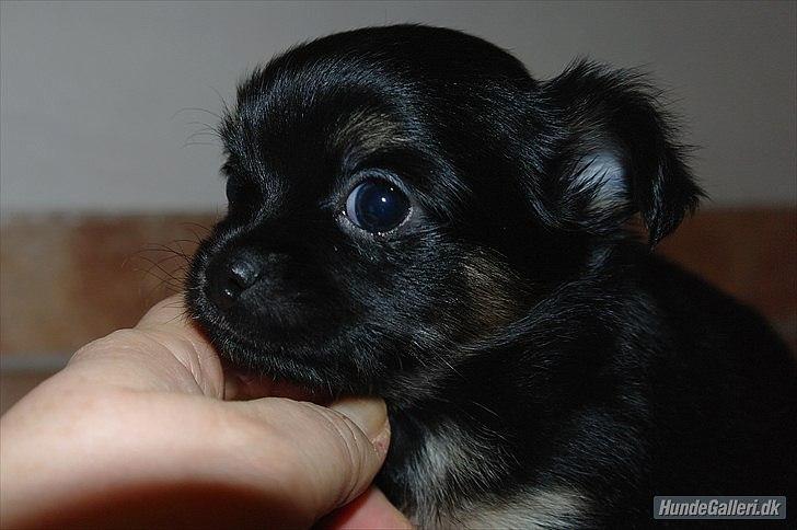 Chihuahua Pablo billede 3