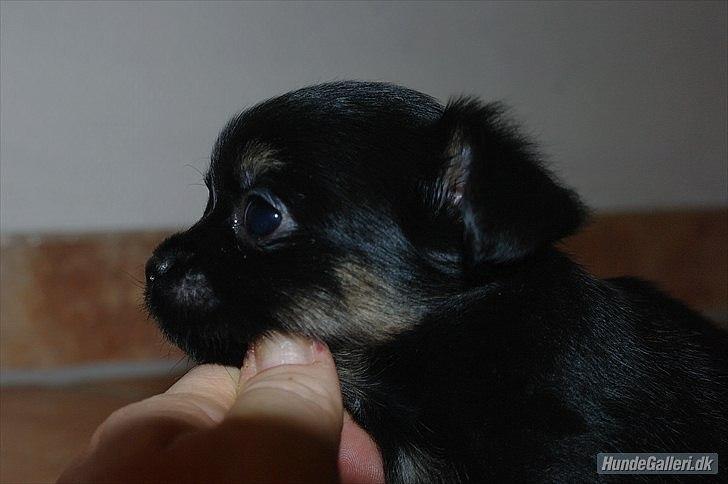 Chihuahua Pablo billede 2