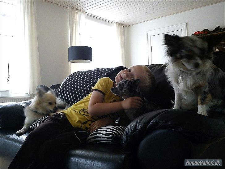 Chihuahua Dandie (Himmelhund) - Dandie, Dixie  og Dina hygger med Oliver (: <3 billede 5