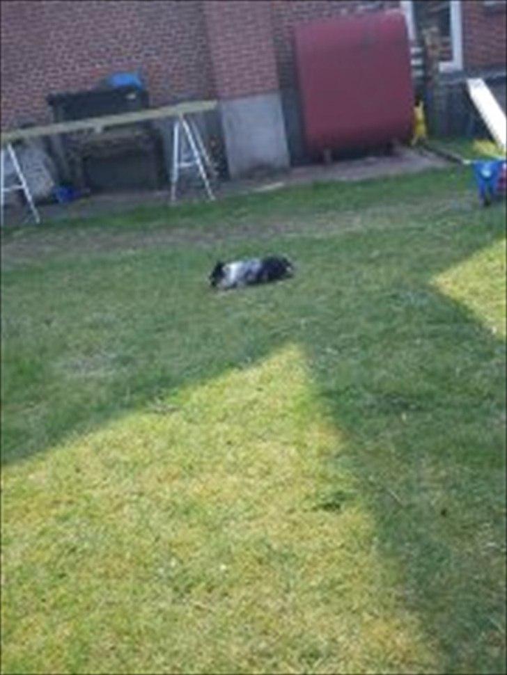 Chihuahua Dandie (Himmelhund) - Dandie i haven.
Han har vist fået fat i noget lækkert ;) billede 6