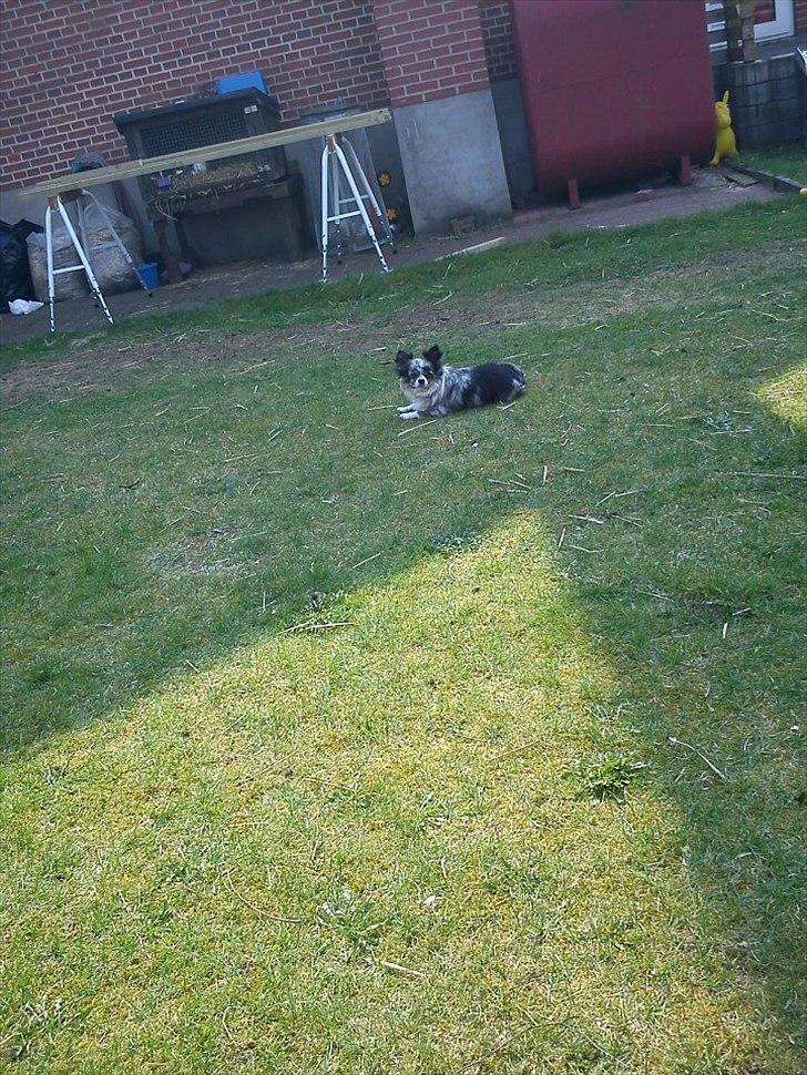 Chihuahua Dandie (Himmelhund) - Hov ! Var der nogen der kaldte. billede 7