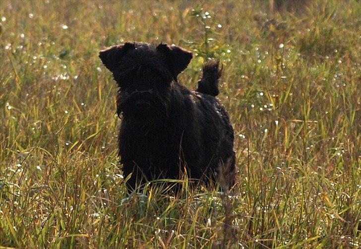 Dvaergschnauzer Sváva's Hazel - Tzefira billede 16