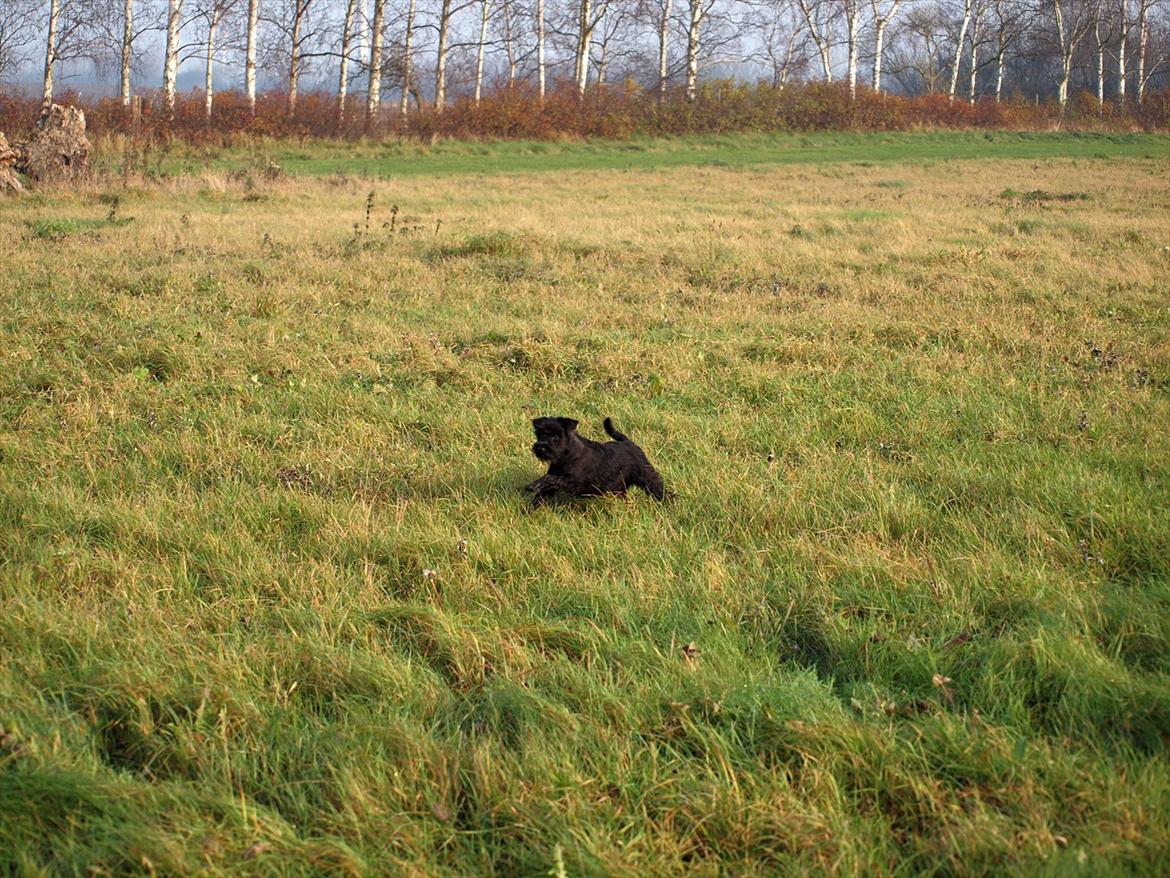 Dvaergschnauzer Sváva's Hazel - Tzefira billede 17