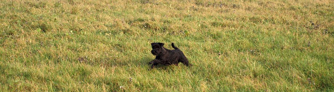 Dvaergschnauzer Sváva's Hazel - Tzefira billede 18