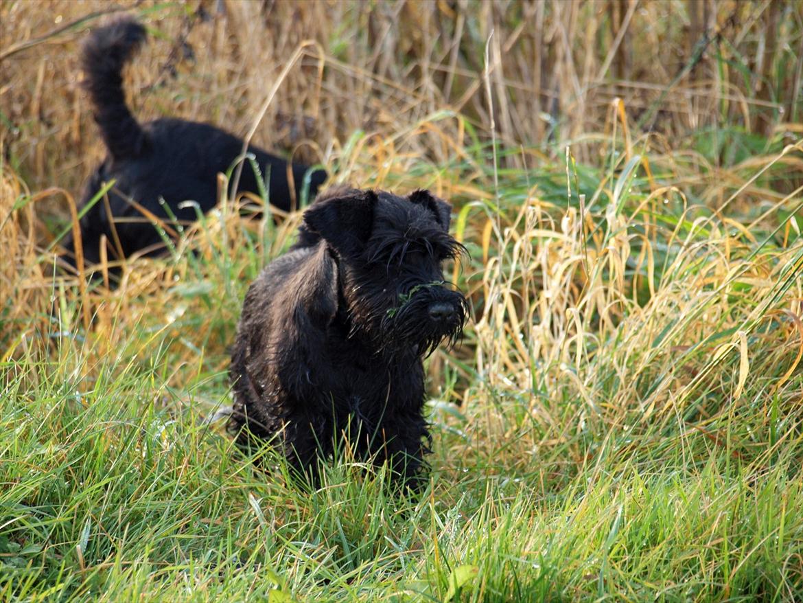 Dvaergschnauzer Sváva's Hazel - Tzefira billede 19