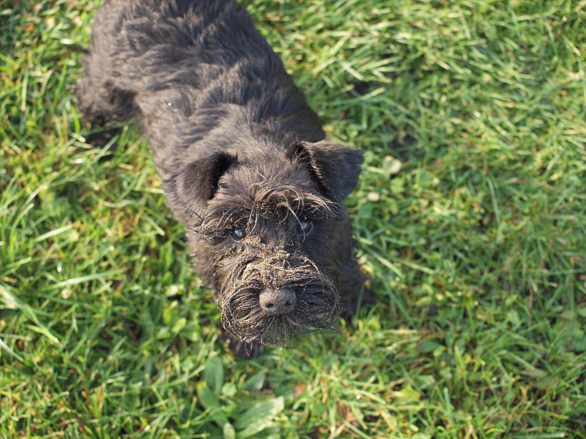 Dvaergschnauzer Sváva's Hazel - Tzefira billede 20