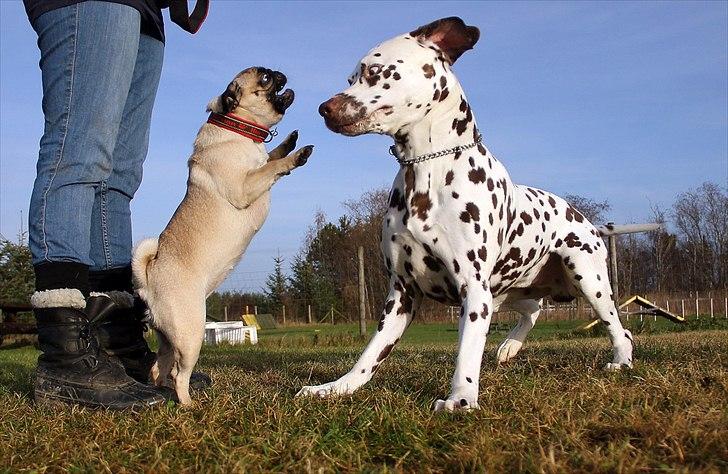 Mops Zoe - Rullepølsen - Her skælder jeg lige ud på min nye dalmatiner ven Toffee :D  Han er en lækker herre - men jeg lader INGEN komme på mig *G*  billede 5