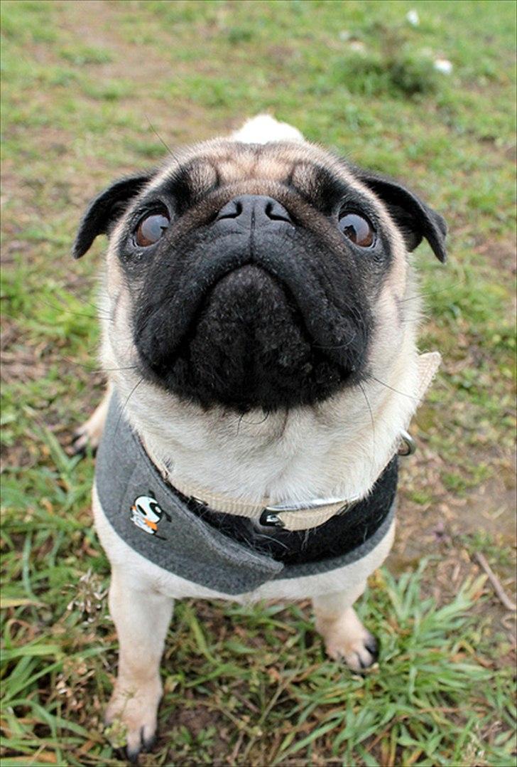 Mops Zoe - Rullepølsen billede 10