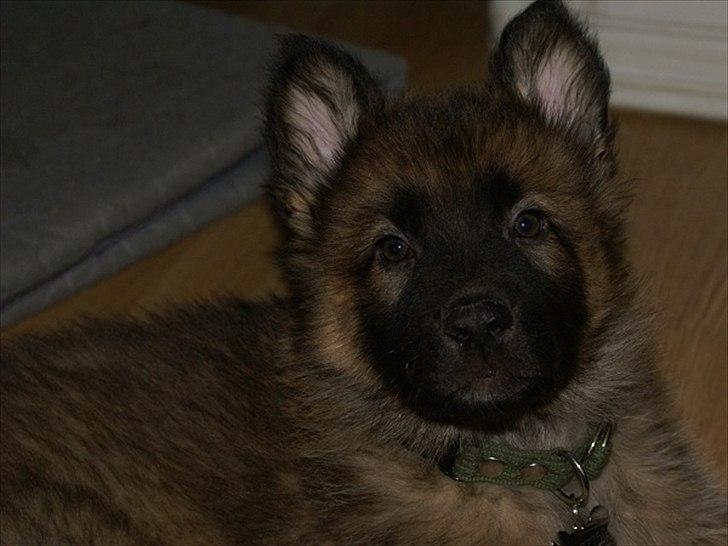 Blanding af racer Chewbacca - Chewbacca - 8½ uge  billede 10