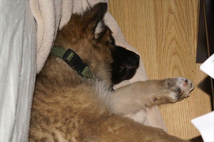 Blanding af racer Chewbacca - Chewbacca - 8½ uge
- han har stjålet et tæppe fra sofaen og har lagt sig til at sove på det !! billede 11