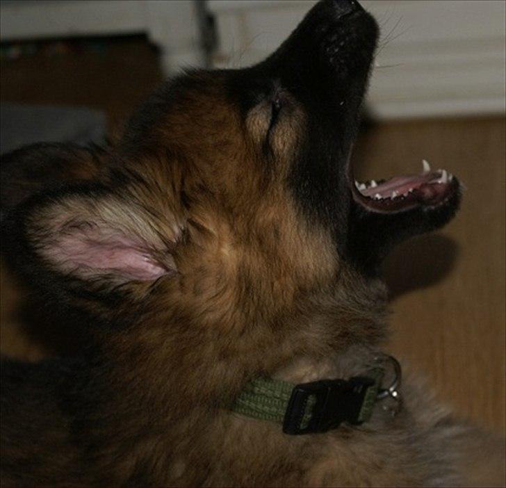 Blanding af racer Chewbacca - Chewbacca - 8½ uge
- han gaber med masser af lyd...oh sole mio *LOL* billede 12