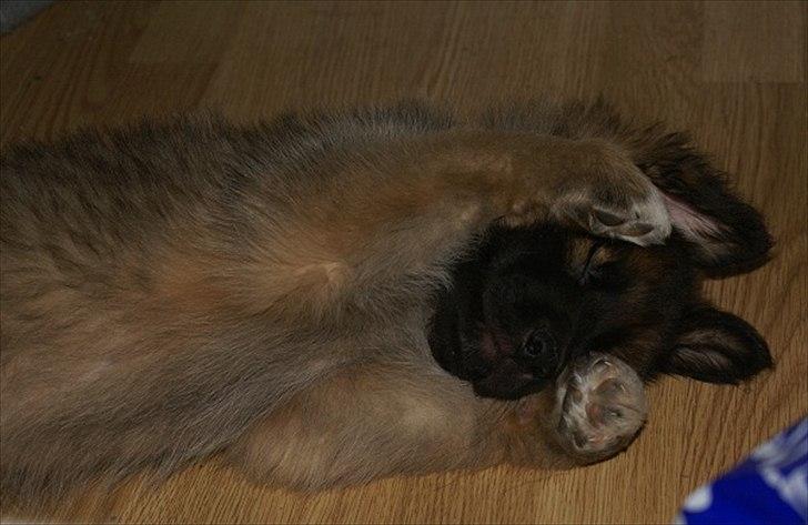 Blanding af racer Chewbacca - Chewbacca - 8 ½ uge
- synes blitzen fra kameraet er irriterende !! billede 13