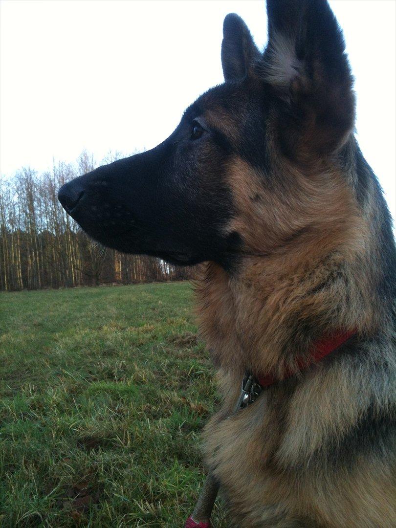 Schæferhund Ravneock´s O Dini - 5 mdr. gl.  billede 3