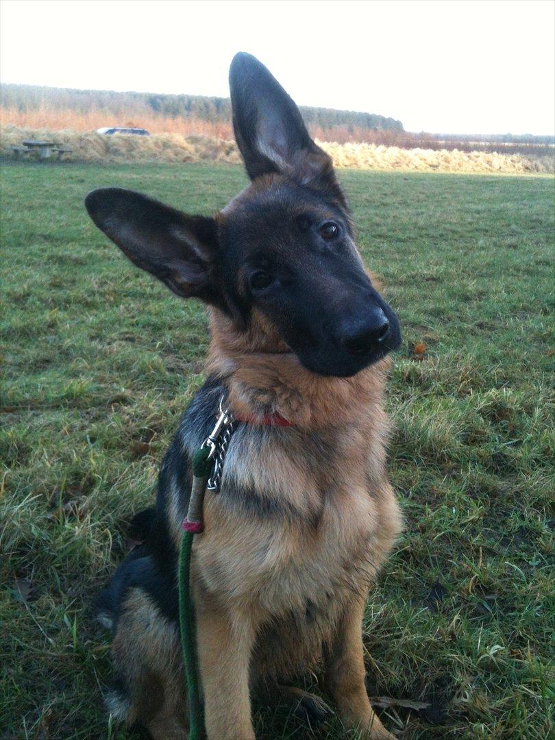 Schæferhund Ravneock´s O Dini - 5 mdr. gl. med meget store ører..  billede 2