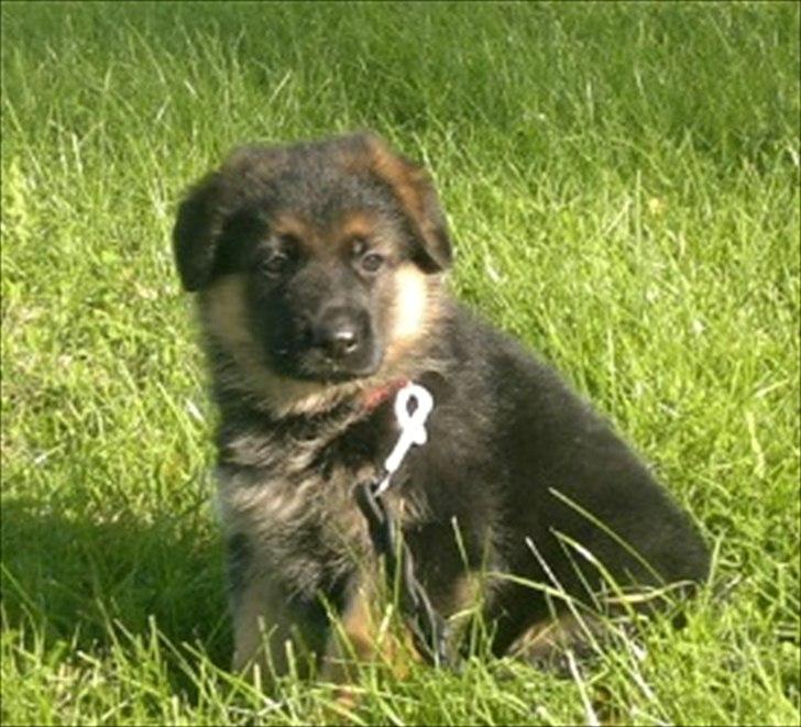 Schæferhund Ravneock´s O Dini - 1 mdr + 4 dage gl. billede 19