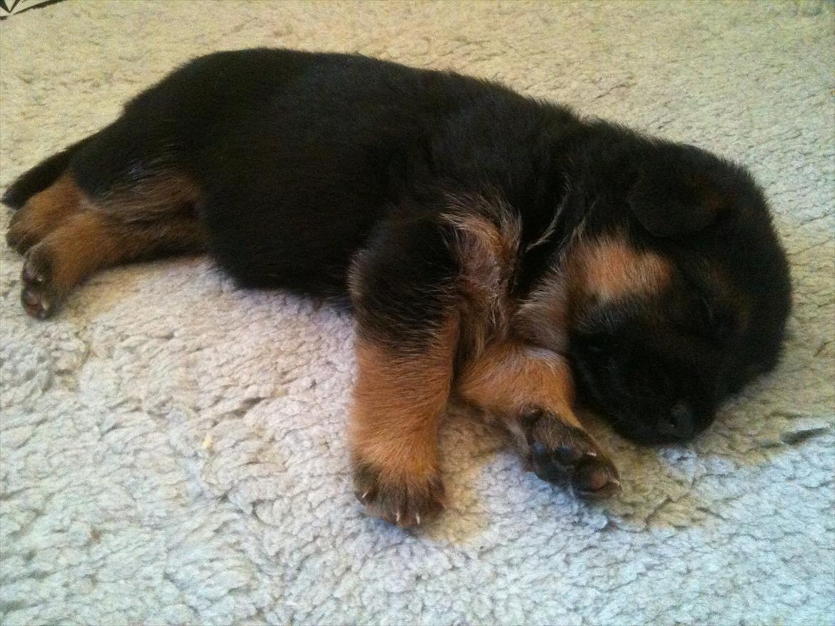 Schæferhund Ravneock´s O Dini - 18 dage gl. billede 20