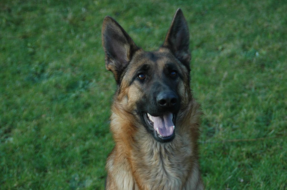 Schæferhund Hekami Vanilla - Vanilla hoved billede 1