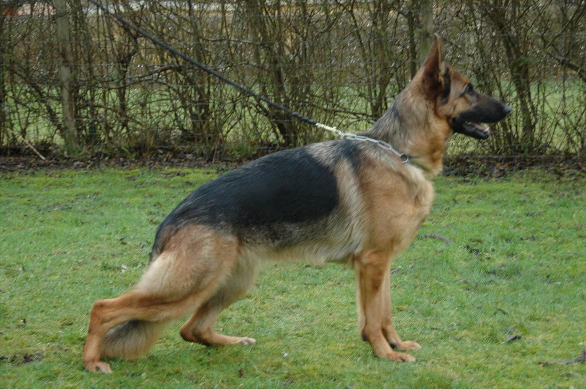 Schæferhund Hekami Vanilla - Vanilla Stand billede 2