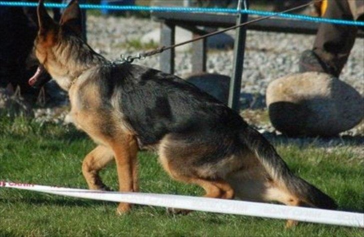 Schæferhund Hekami Vanilla - Vanilla 6mdr billede 3