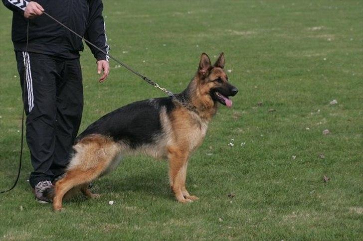 Schæferhund Hekami Vanilla - Vanilla's mor  billede 4