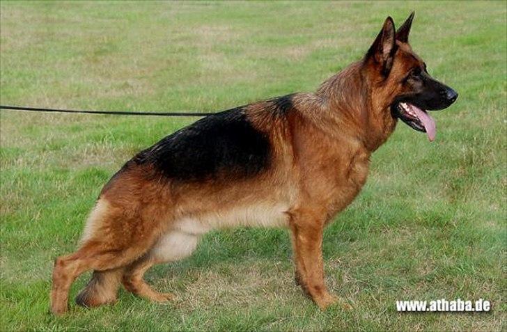 Schæferhund Hekami Vanilla - Vanilla's far billede 5