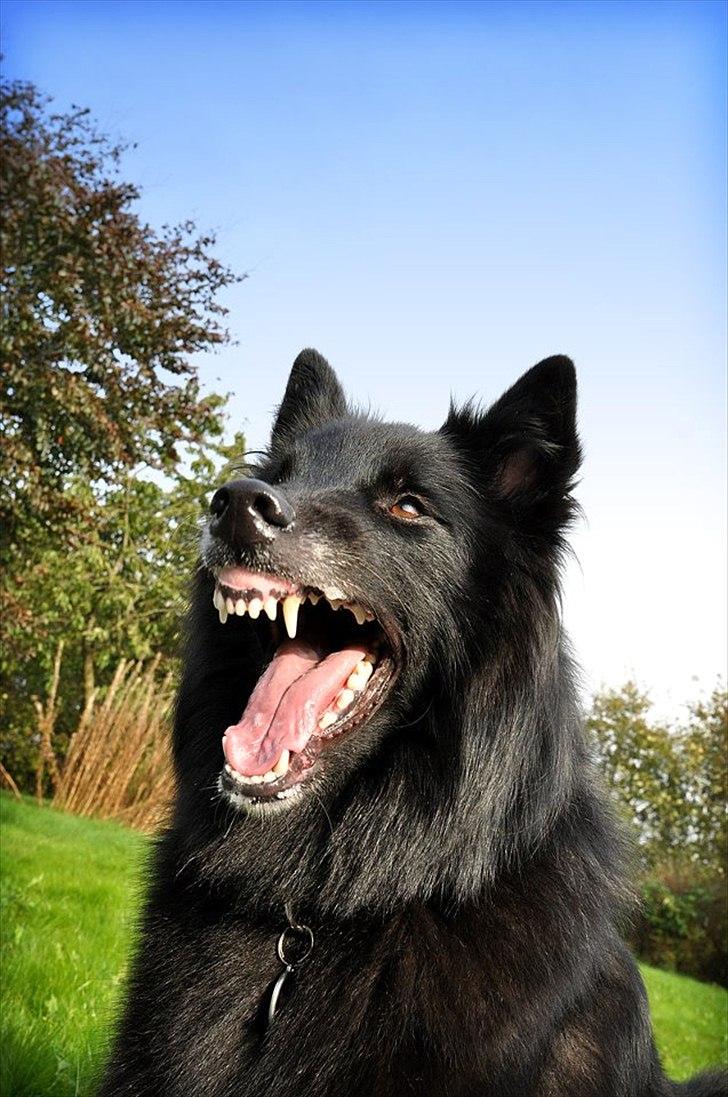 Groenendael Lia - Bisser billede 19