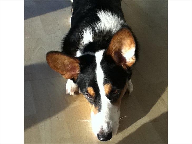 Welsh corgi cardigan charlie  - velkommen når du har set mig så smid en kommen tar billede 1