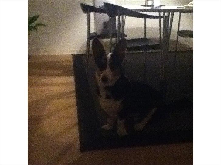 Welsh corgi cardigan charlie  - der seder han jo så flot billede 8