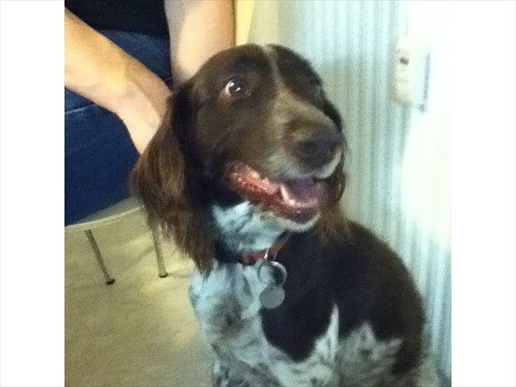 Kleiner münsterländer Tiki billede 4