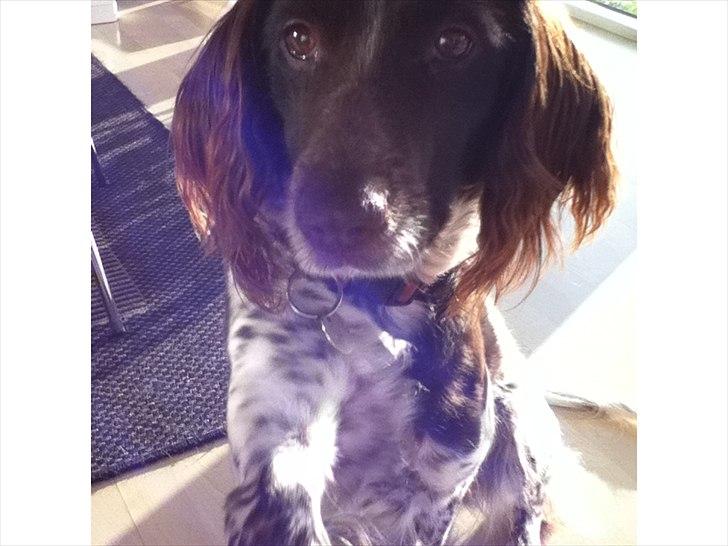 Kleiner münsterländer Tiki - velkommen når du har set min så simd en kommentar billede 1