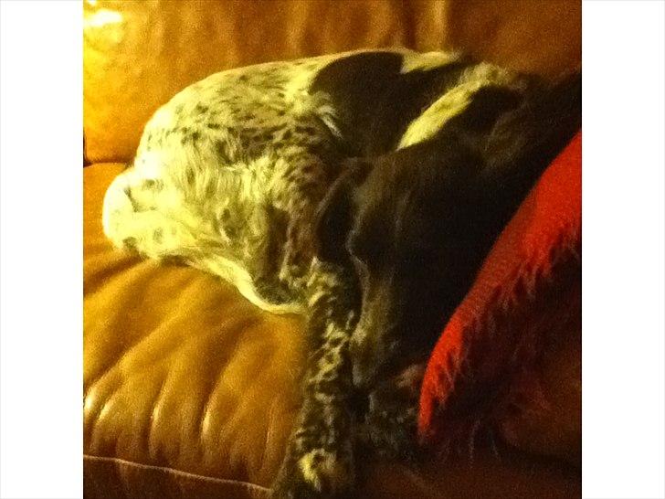 Kleiner münsterländer Tiki - sover på sofaen billede 6