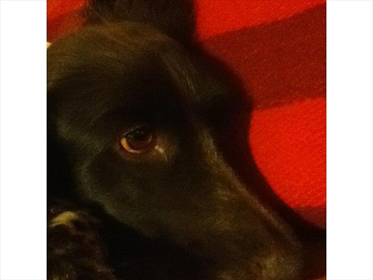 Kleiner münsterländer Tiki billede 7