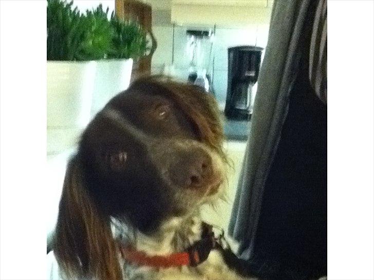 Kleiner münsterländer Tiki - se mig billede 8