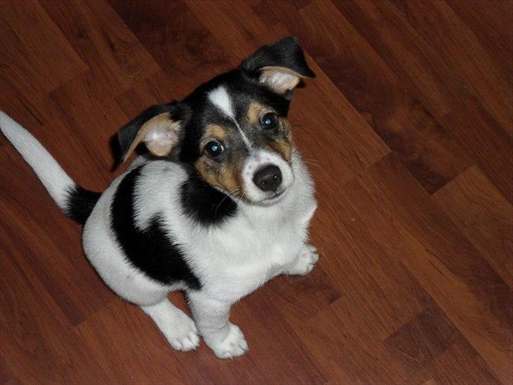 Dansk svensk gaardhund Bandit - Bandit  billede 1