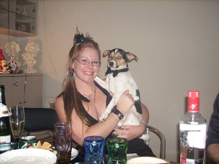 Dansk svensk gaardhund Bandit billede 2