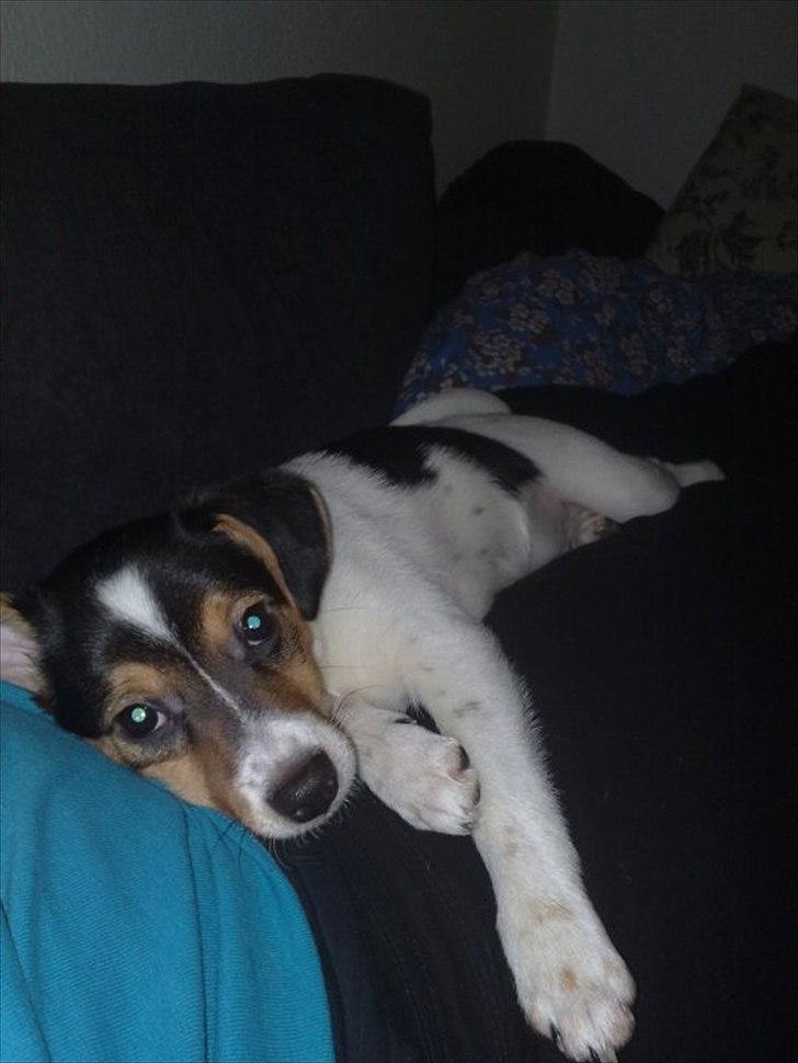 Dansk svensk gaardhund Bandit billede 3