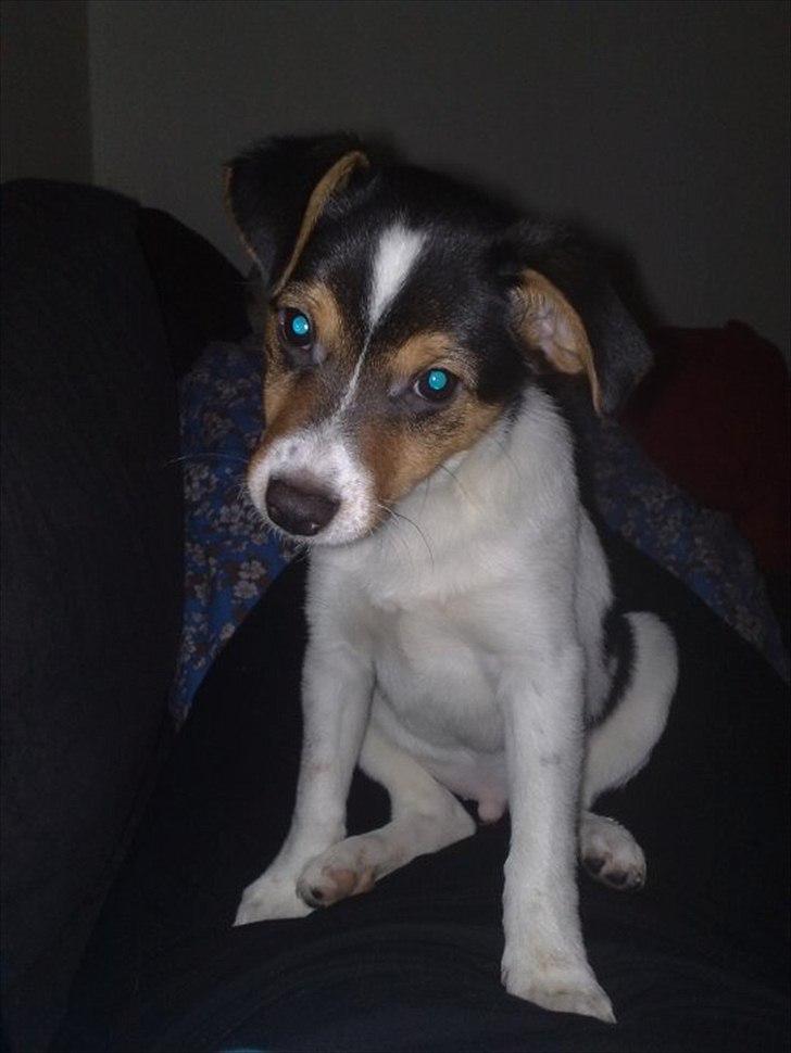 Dansk svensk gaardhund Bandit billede 4