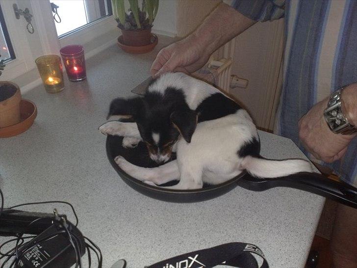 Dansk svensk gaardhund Bandit billede 5