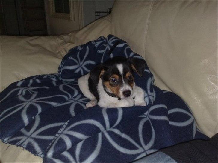 Dansk svensk gaardhund Bandit billede 6