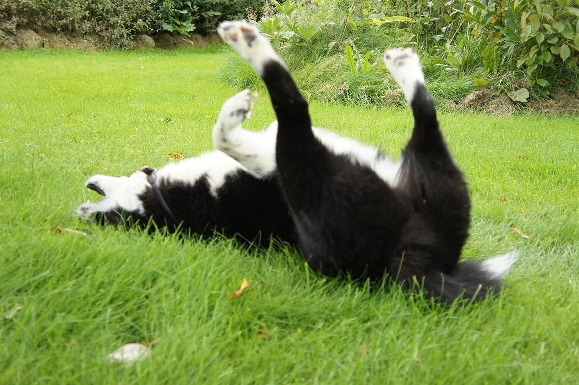 Karelsk bjørnehund Bipes Night's in white Satin *Liva* billede 14