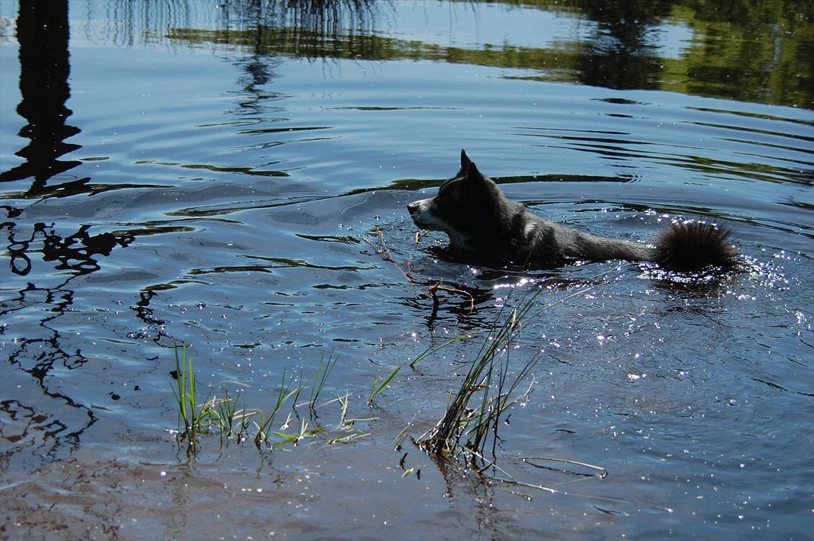 Karelsk bjørnehund Bipes Night's in white Satin *Liva* billede 15