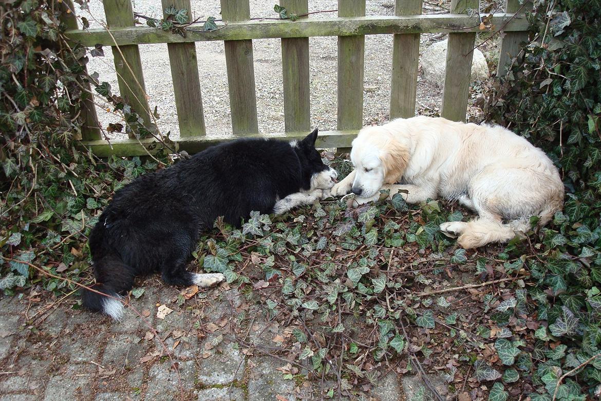 Karelsk bjørnehund Bipes Night's in white Satin *Liva* billede 17