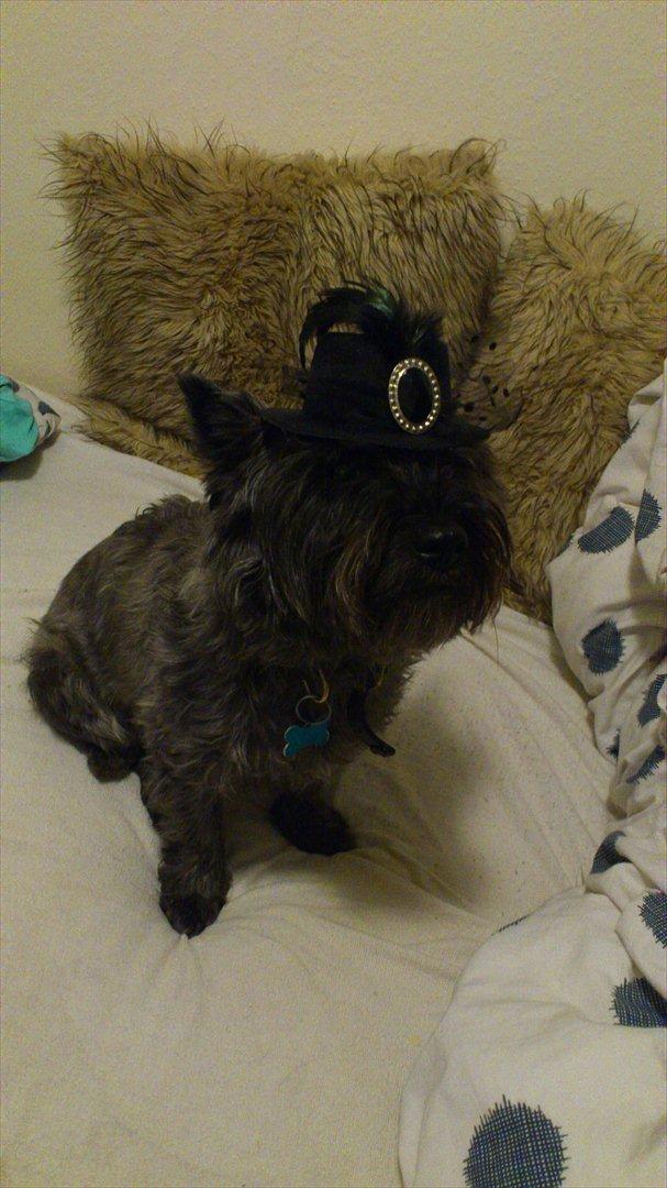 Cairn terrier Whiskey - Whiskey med nytårshat :) billede 20