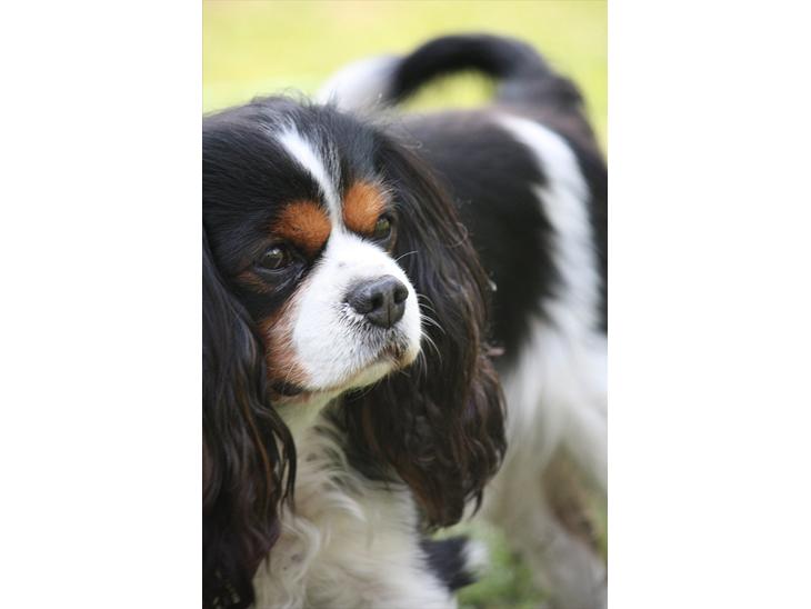 Cavalier king charles spaniel Birkedals Charlie *SOULMATE* <3 billede 1