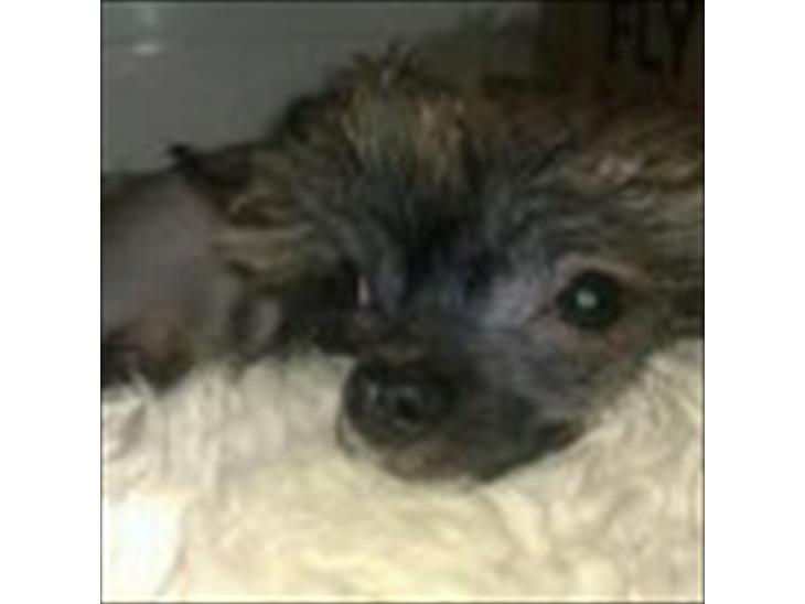 {{currentPhoto.altText}} billede {{currentPhoto.number}}