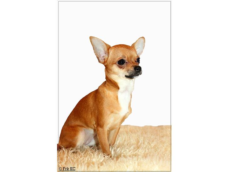 Chihuahua koda's KATA billede 1